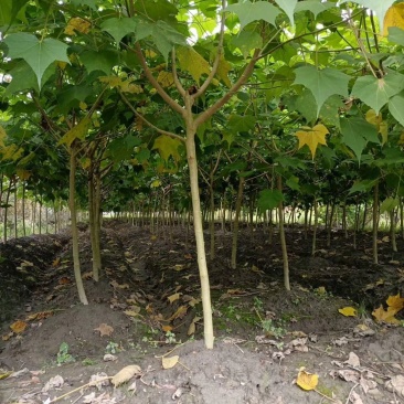 基地直销各规格精品木芙蓉，基地直销，价格优，质量好
