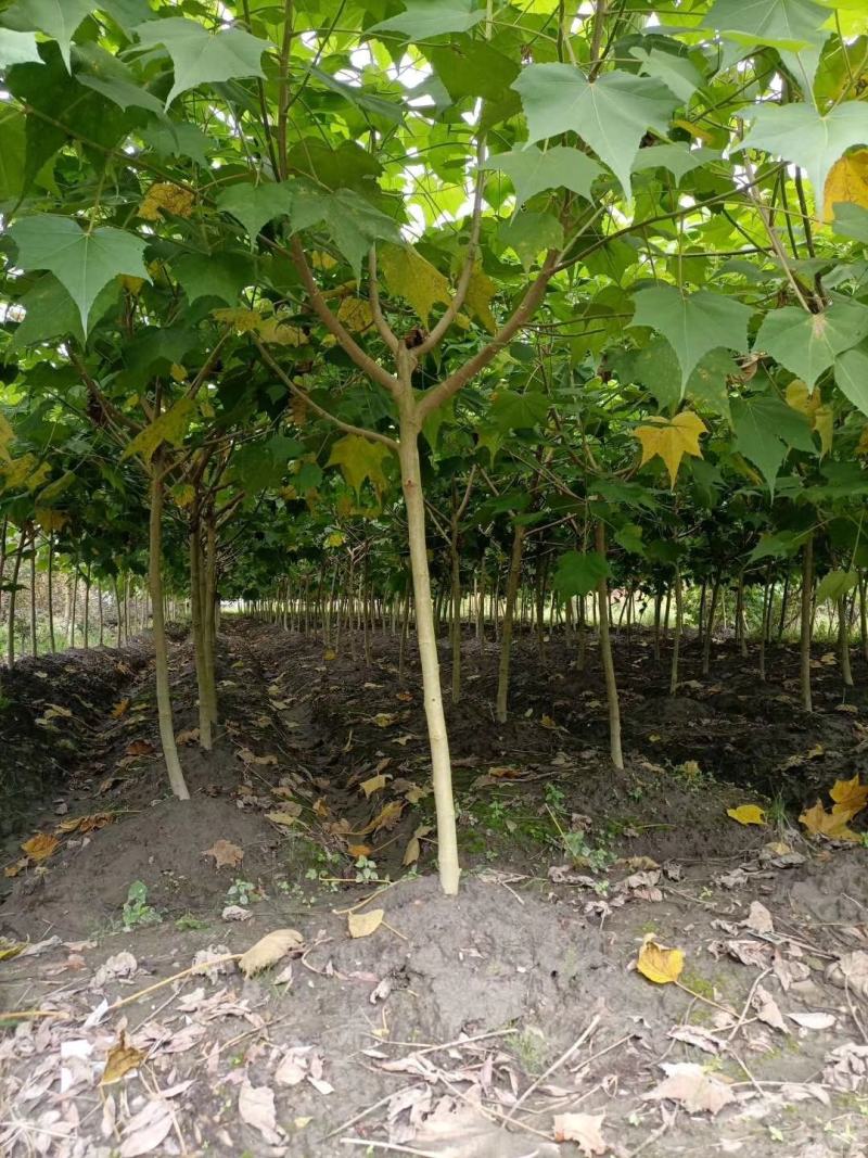 基地直销各规格精品木芙蓉，基地直销，价格优，质量好