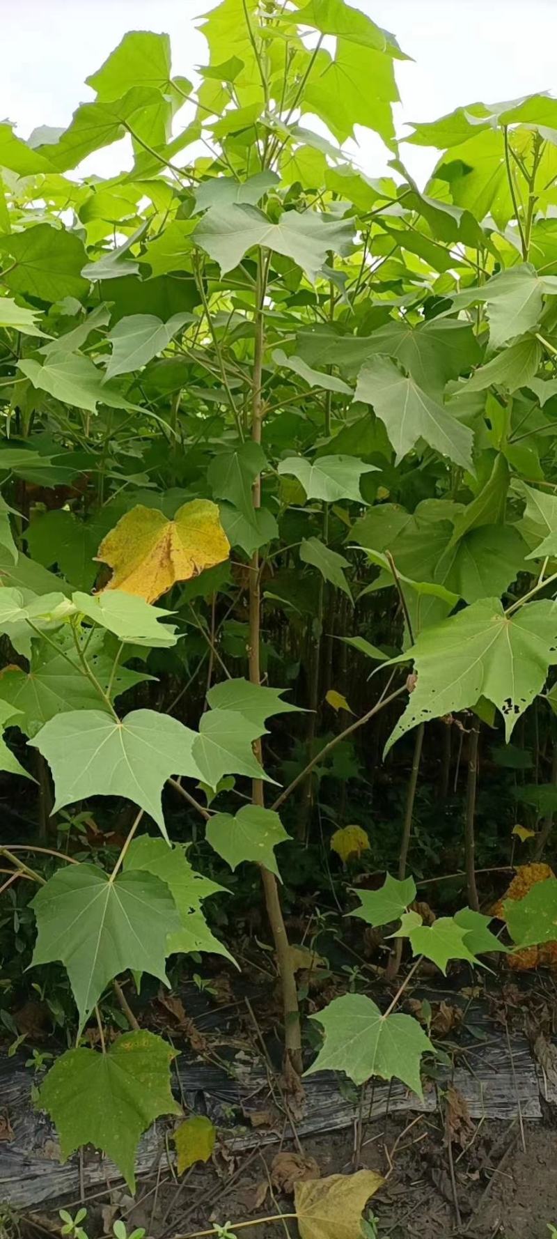 基地直销各规格精品木芙蓉，基地直销，价格优，质量好