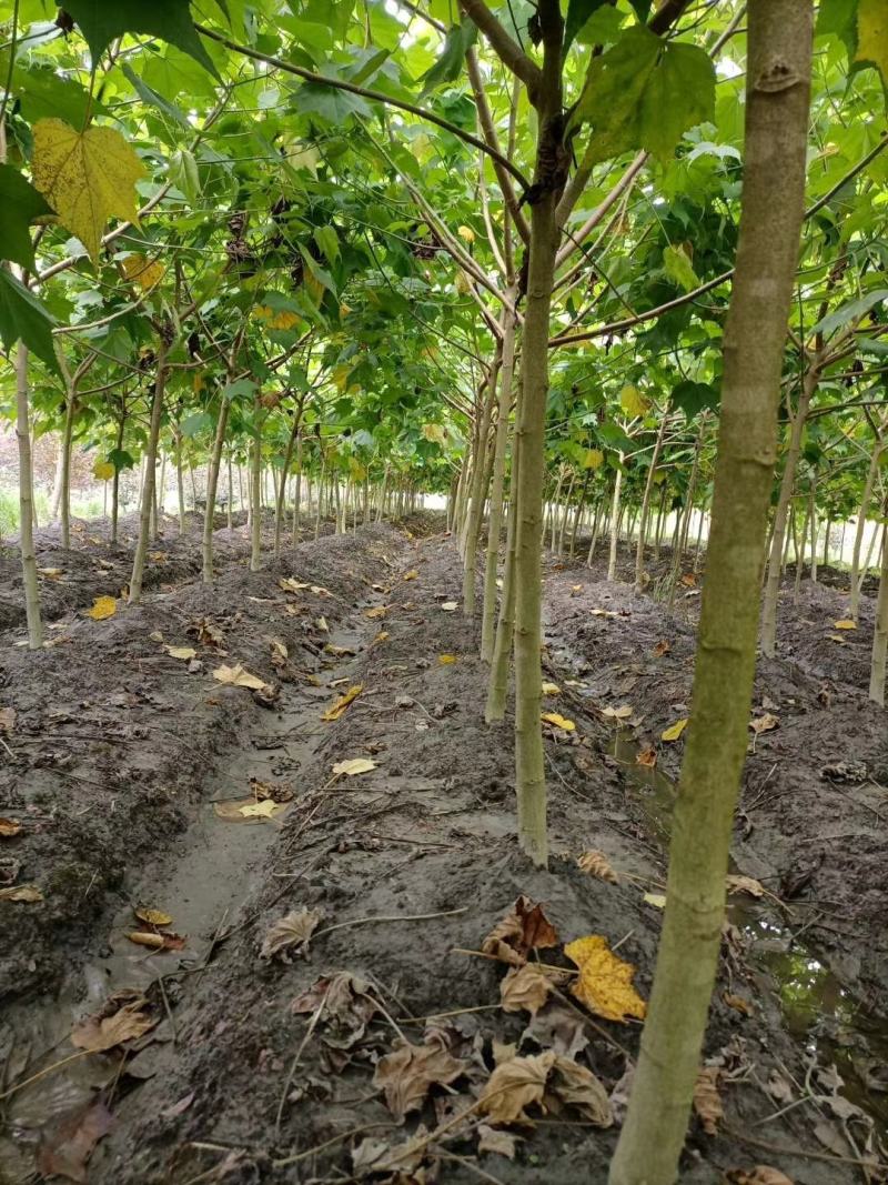 基地直销各规格精品木芙蓉，基地直销，价格优，质量好
