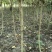 基地直销各规格精品木芙蓉，基地直销，价格优，质量好