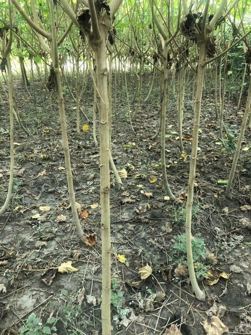 基地直销各规格精品木芙蓉，基地直销，价格优，质量好