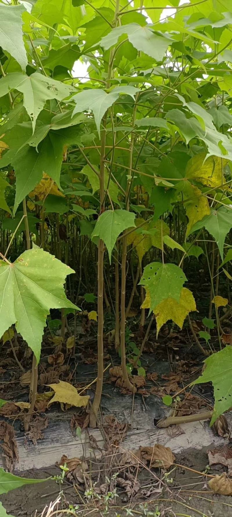 基地直销各规格精品木芙蓉，基地直销，价格优，质量好