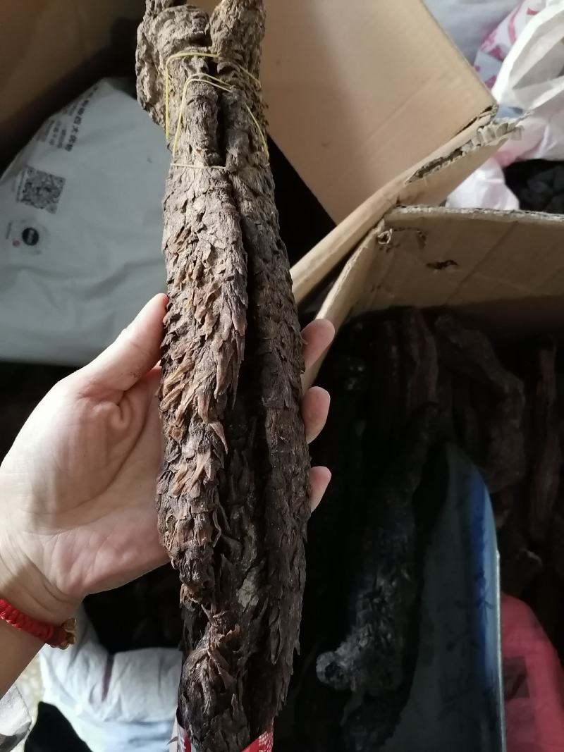 新疆管花肉苁蓉整支大芸油苁蓉泡水泡酒各种规格肉苁蓉片