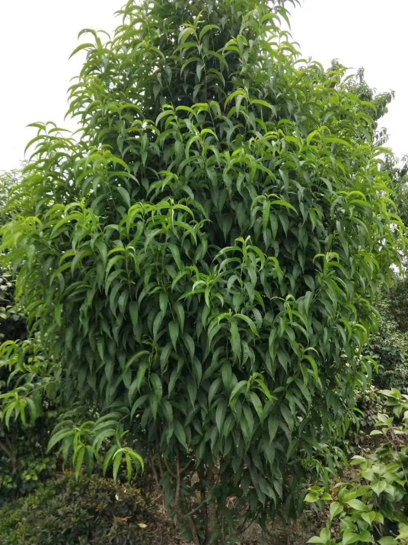 出售各规格精品照寿桃（碧桃），量大从优，欢迎选购