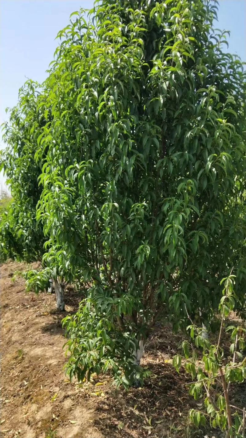 出售各规格精品照寿桃（碧桃），量大从优，欢迎选购