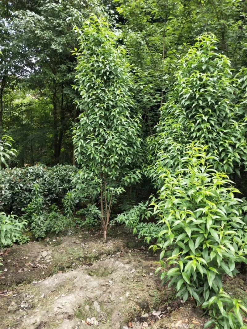 出售各规格精品照寿桃（碧桃），量大从优，欢迎选购