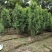 出售各规格精品照寿桃（碧桃），量大从优，欢迎选购