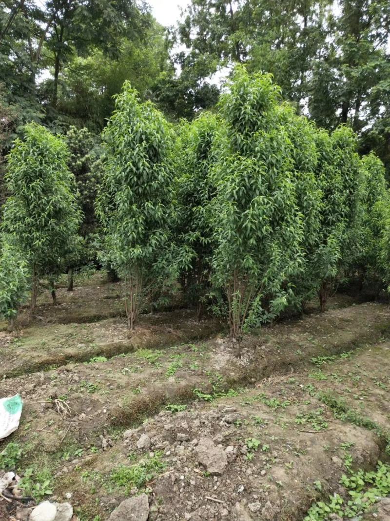 出售各规格精品照寿桃（碧桃），量大从优，欢迎选购