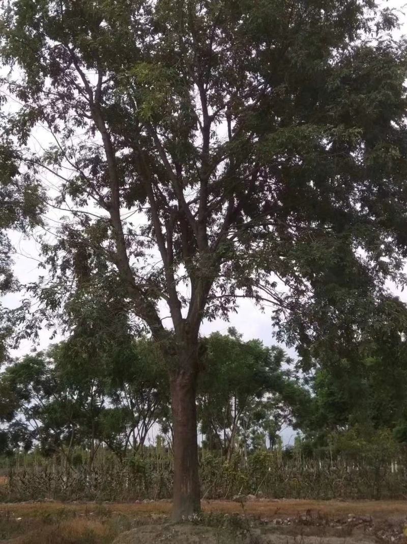 产地直销各规格皂角树，量大从优