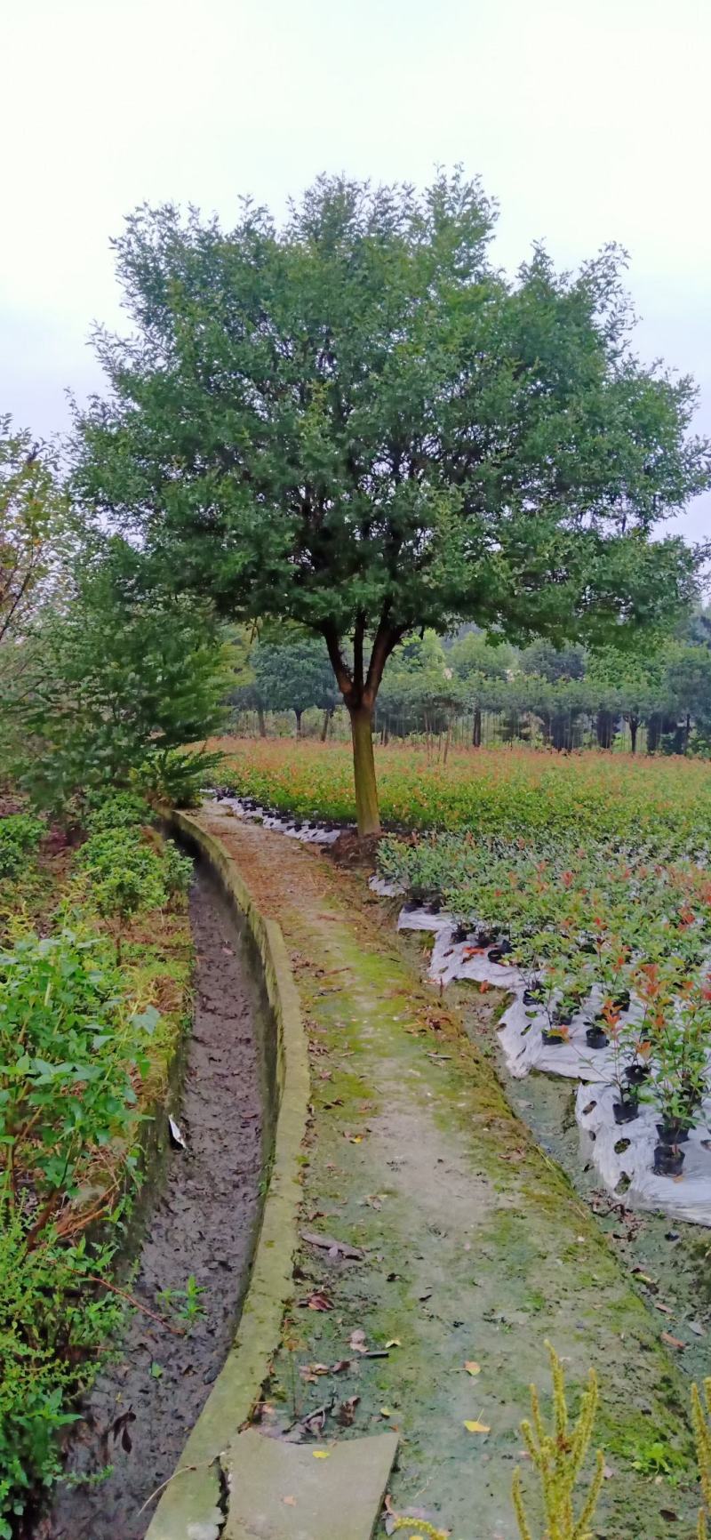 产地直销各规格皂角树，量大从优