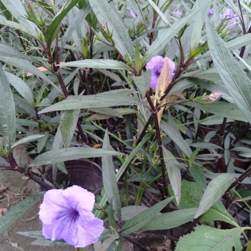 翠芦莉，16杯翠芦莉，双色杯翠芦莉，加仑杯翠芦莉