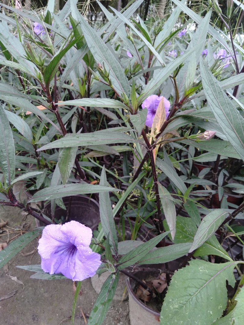 翠芦莉，16杯翠芦莉，双色杯翠芦莉，加仑杯翠芦莉