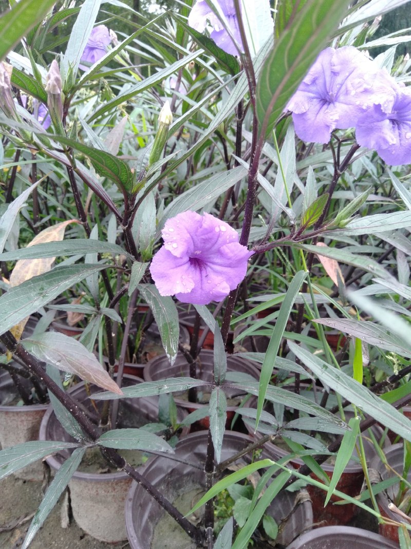 翠芦莉，16杯翠芦莉，双色杯翠芦莉，加仑杯翠芦莉