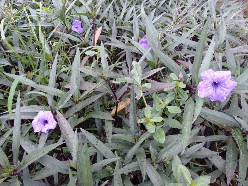翠芦莉，16杯翠芦莉，双色杯翠芦莉，加仑杯翠芦莉