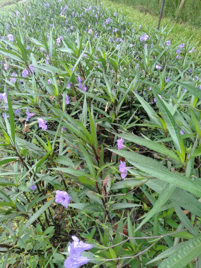 翠芦莉，16杯翠芦莉，双色杯翠芦莉，加仑杯翠芦莉