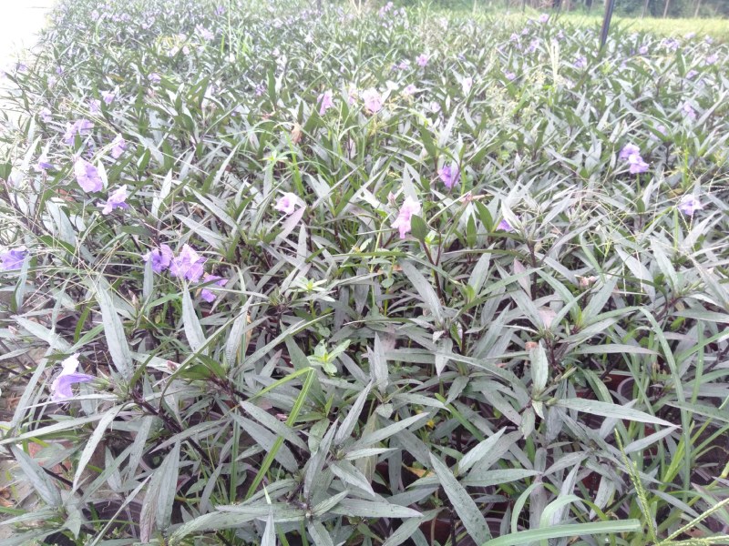 翠芦莉，16杯翠芦莉，双色杯翠芦莉，加仑杯翠芦莉