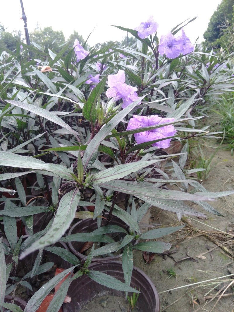 翠芦莉，16杯翠芦莉，双色杯翠芦莉，加仑杯翠芦莉