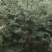 红豆杉1-1.3米本溪桓仁军训基地好华东交大那些