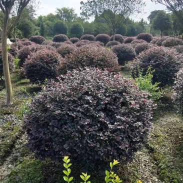 基地直销大小规格精品红继木球，欢迎来挑来选，量大从优