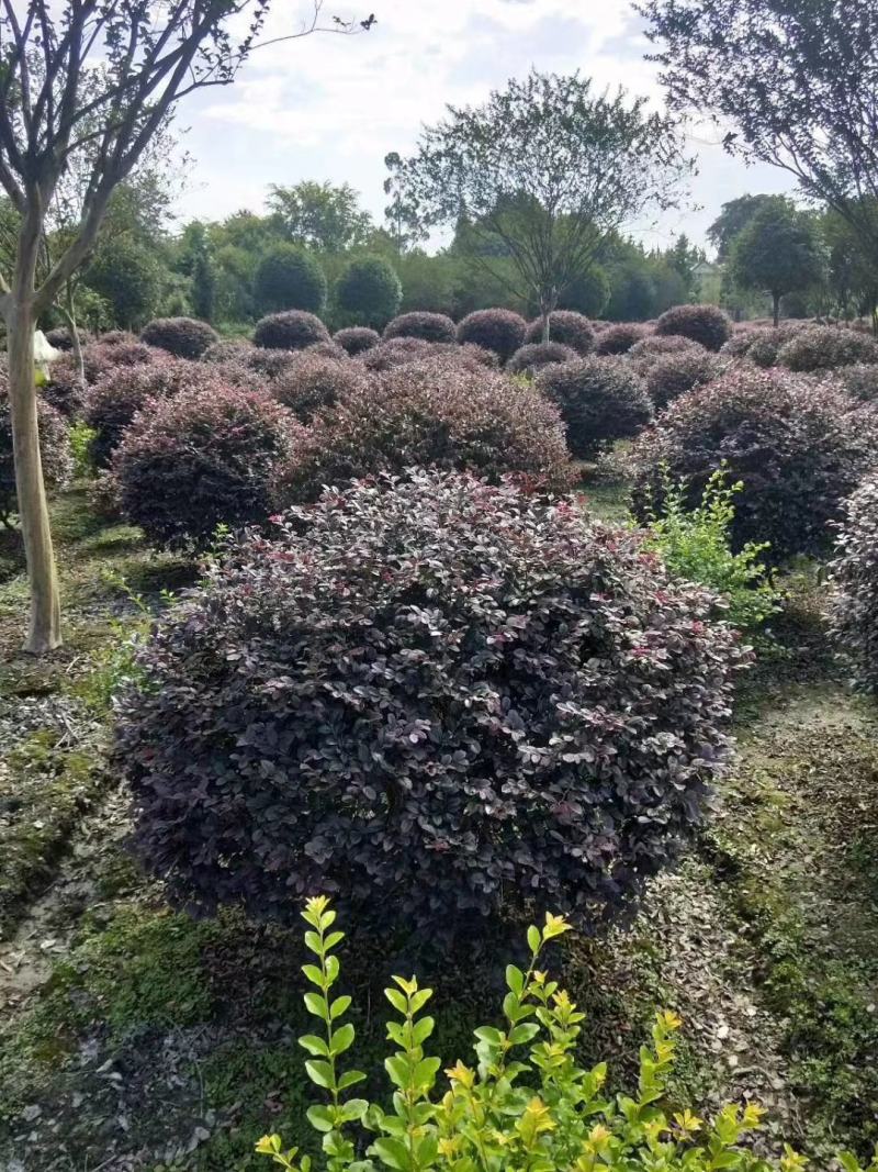 基地直销大小规格精品红继木球，欢迎来挑来选，量大从优