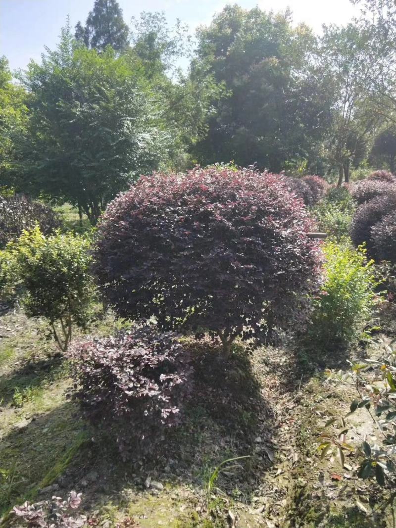 基地直销大小规格精品红继木球，欢迎来挑来选，量大从优