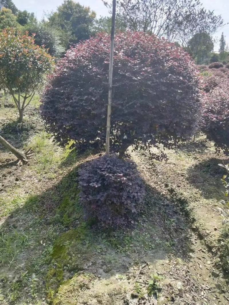 基地直销大小规格精品红继木球，欢迎来挑来选，量大从优