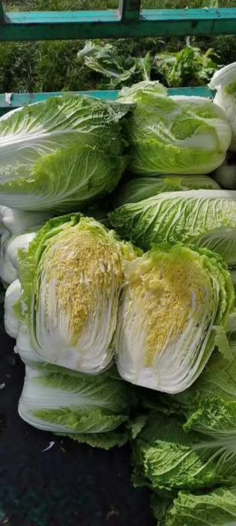 东北黄心白菜大量上市品种玲珑黄义和秋456市场菜