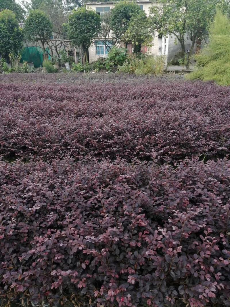 大量出售大杯小杯毛笼子红继木，基地直销，欢迎选购