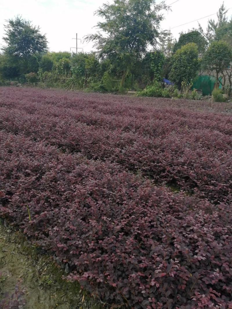 大量出售大杯小杯毛笼子红继木，基地直销，欢迎选购