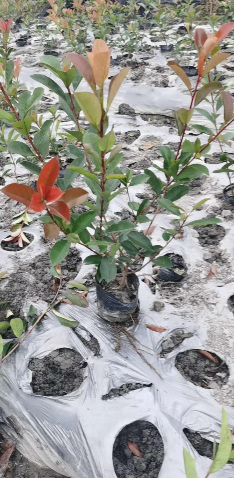 基地直销各规格精品红叶石楠小苗，量大从优，欢迎选购
