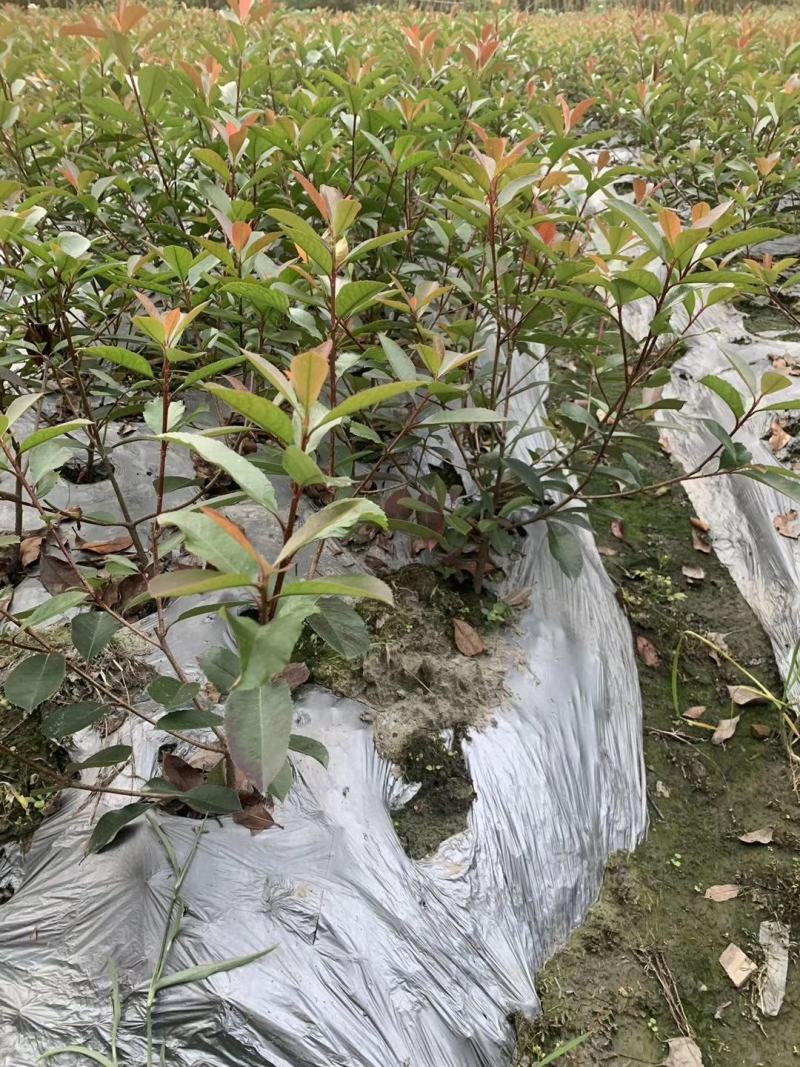基地直销各规格精品红叶石楠小苗，量大从优，欢迎选购