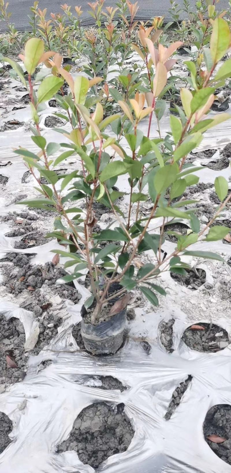 基地直销各规格精品红叶石楠小苗，量大从优，欢迎选购