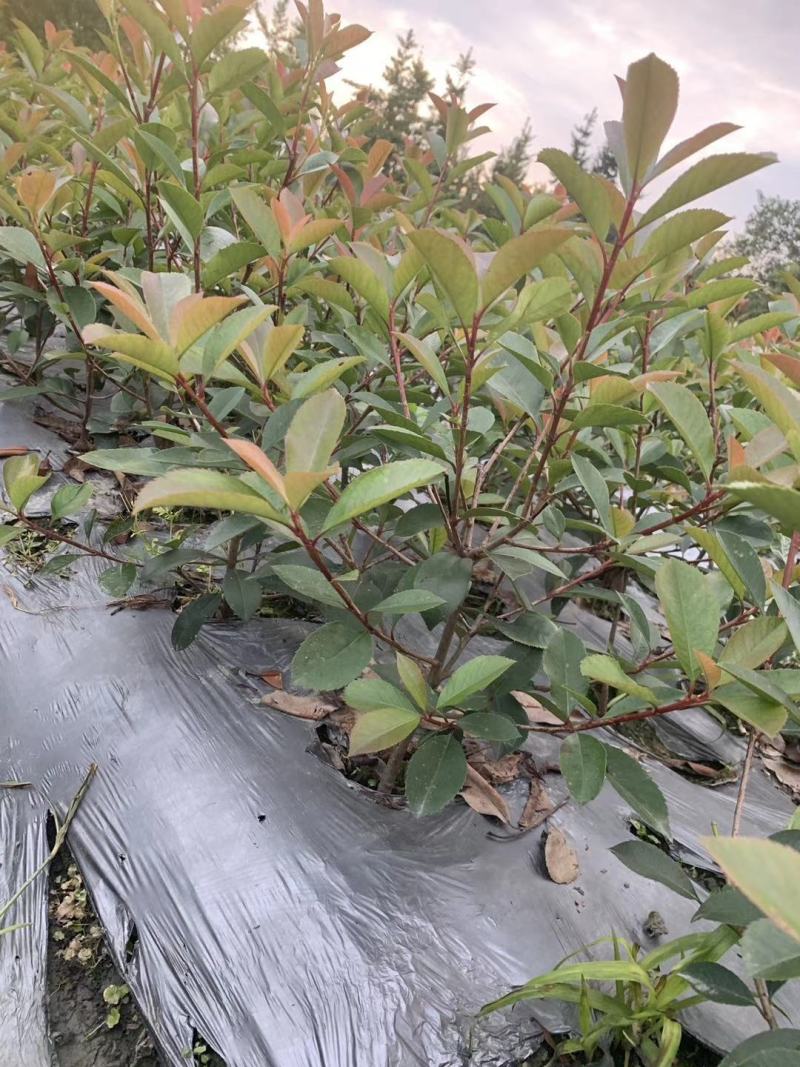 基地直销各规格精品红叶石楠小苗，量大从优，欢迎选购