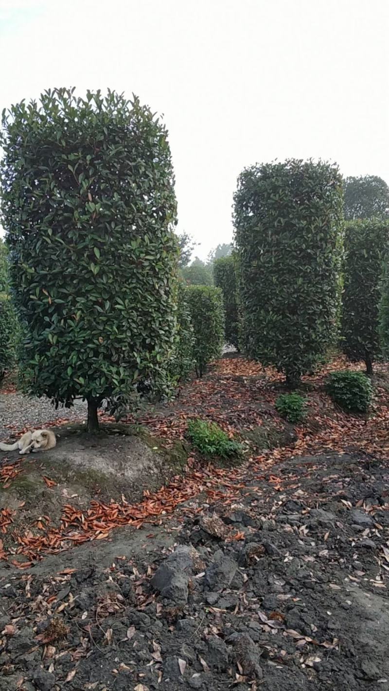 基地直销各规格精品红叶石楠柱子，量大从优，欢迎选购