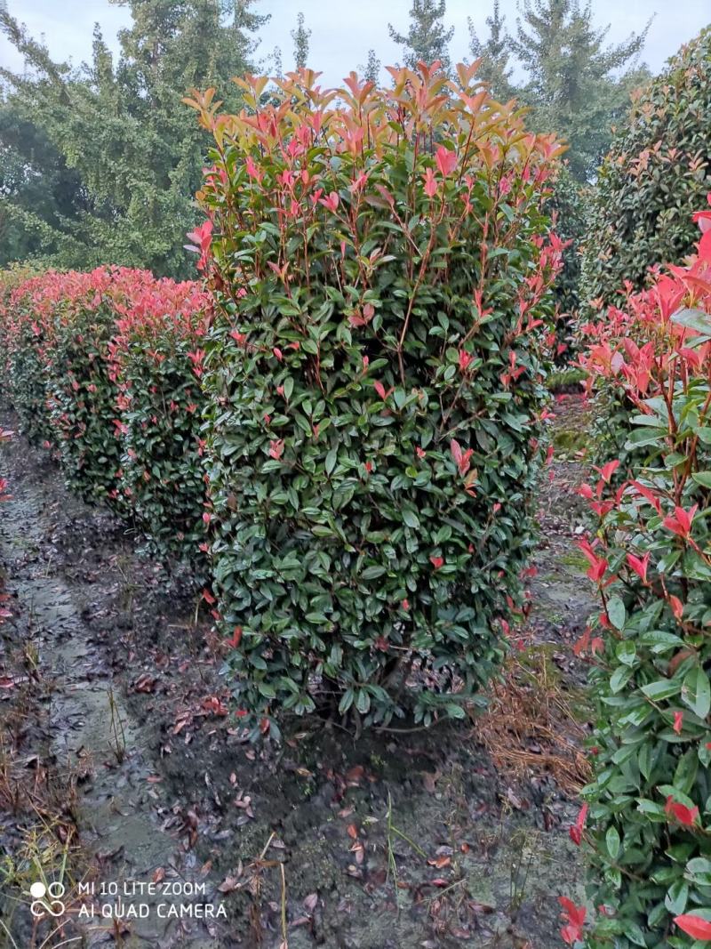 基地直销各规格精品红叶石楠柱子，量大从优，欢迎选购