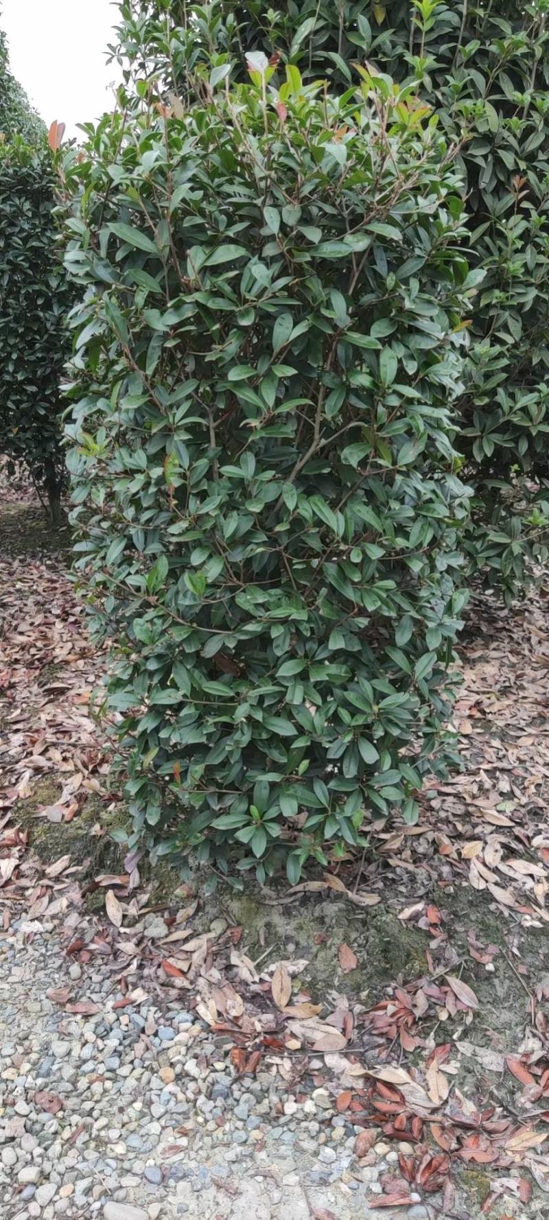 基地直销各规格精品红叶石楠柱子，量大从优，欢迎选购
