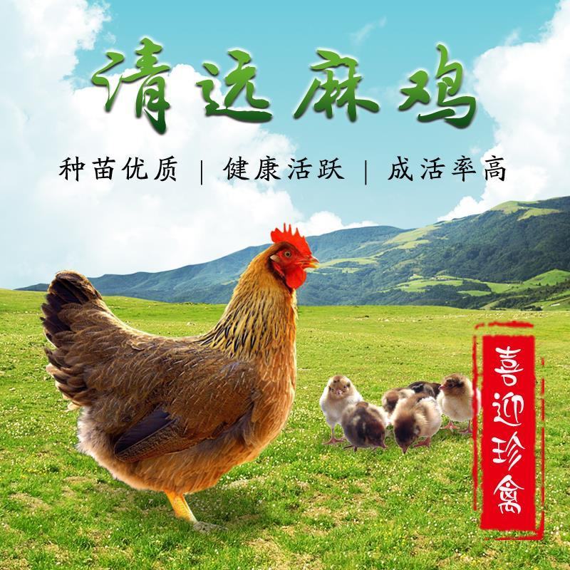 正宗清远麻鸡苗，出壳包打疫苗全国发货承担运输路途损耗
