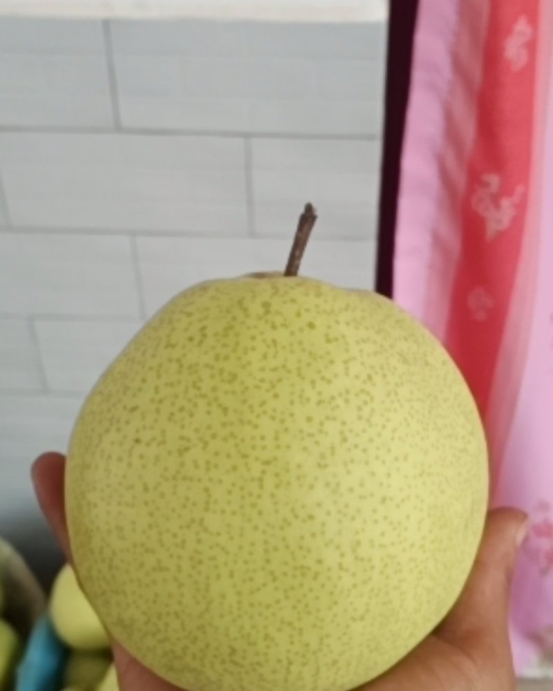 乾县特大酥梨美味可口，脆甜多汁，再次声明，梨比较大