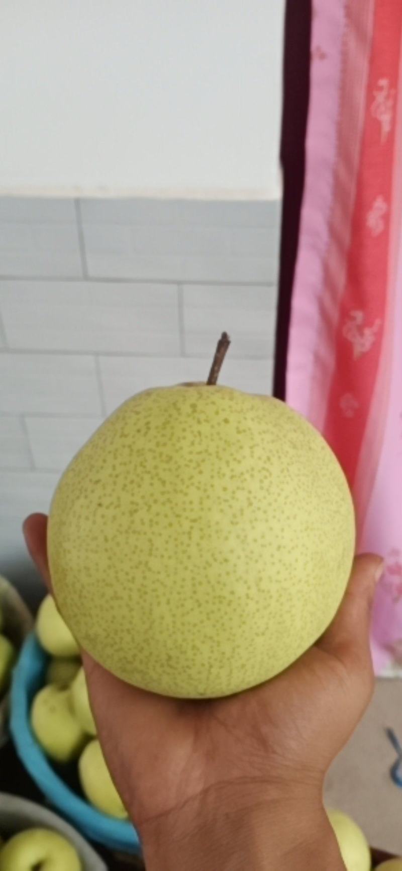乾县特大酥梨美味可口，脆甜多汁，再次声明，梨比较大