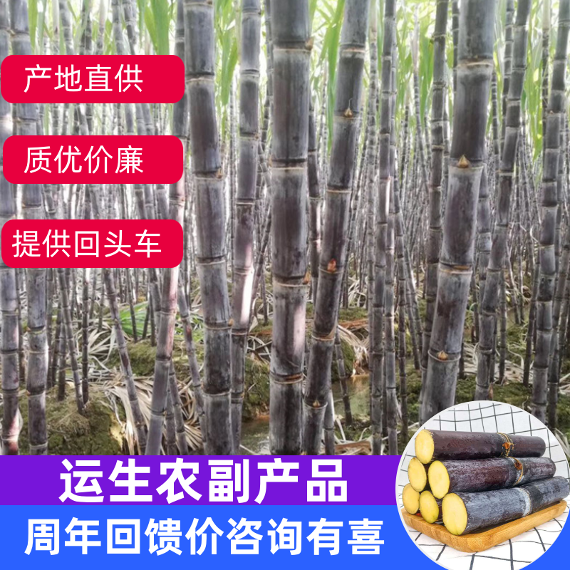 纯正广西黑皮甘蔗供应产地，结巴均匀，口感甜脆，提供回程车