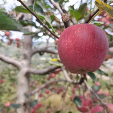 甘肃天水花牛苹果果园新鲜发货