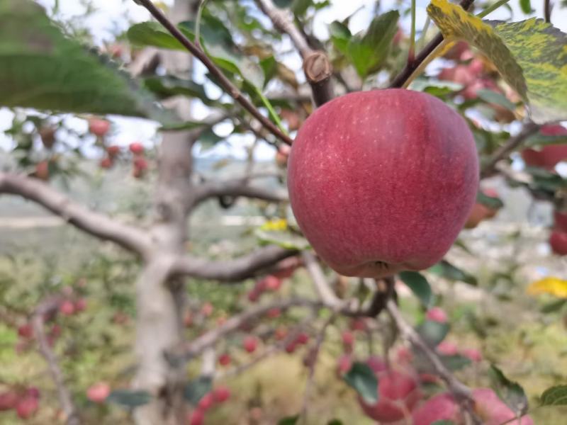 甘肃天水花牛苹果果园新鲜发货