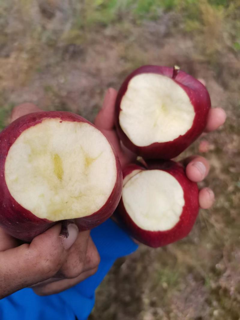甘肃天水花牛苹果果园新鲜发货