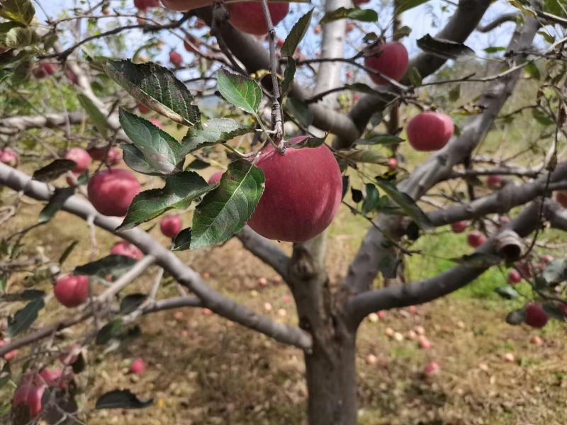 甘肃天水花牛苹果果园新鲜发货