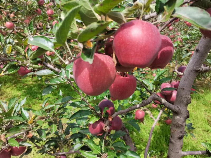 甘肃天水花牛苹果果园新鲜发货