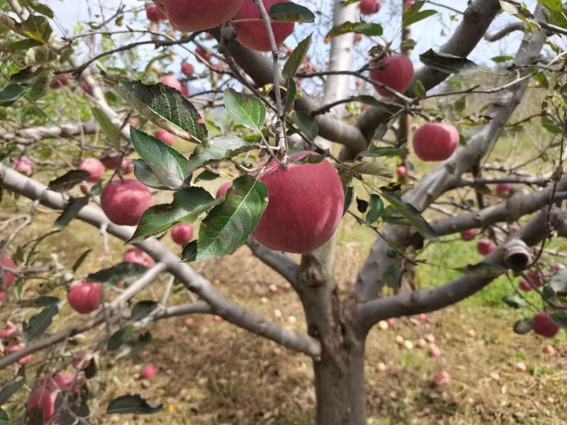 甘肃天水花牛苹果果园新鲜发货