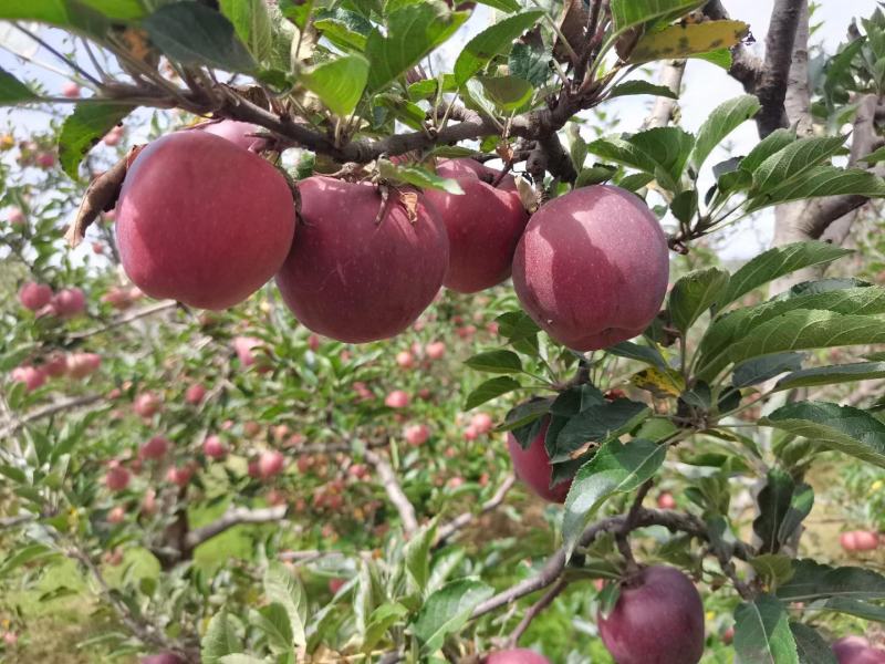 甘肃天水花牛苹果果园新鲜发货