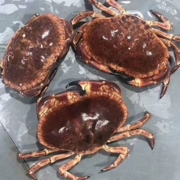 热销新鲜鲜活美味面包蟹，质量保证，价格美丽