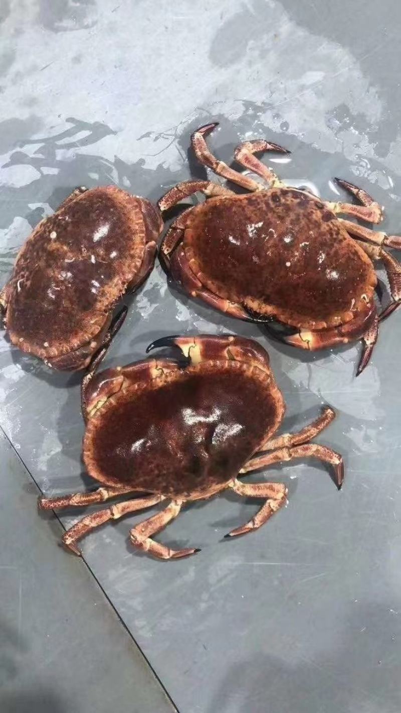 热销新鲜鲜活美味面包蟹，质量保证，价格美丽